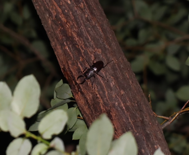 ヤナギ林の1本のヤナギ_高いところ ノコギリクワガタの雌_2021年8月18日19時40分頃_気温26度